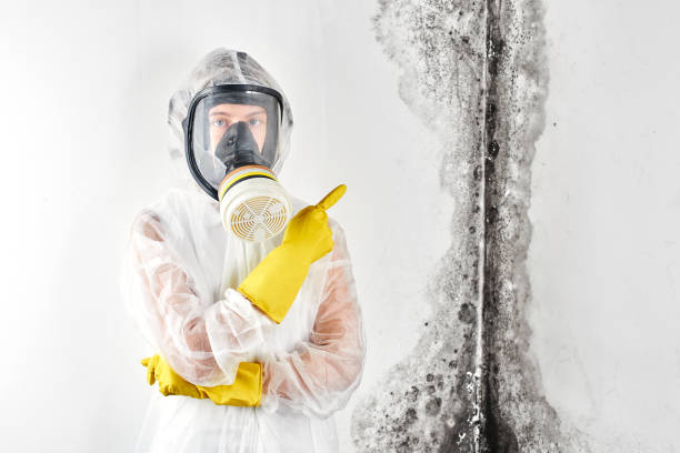 Best Commercial Mold Inspection  in Fowler, MI